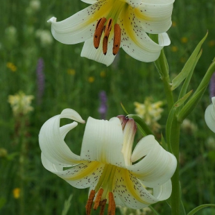 Lilium kesselringianum